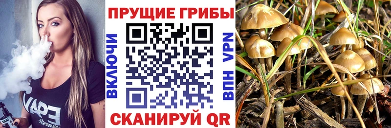 omg как войти  Бердск  Псилоцибиновые грибы GOLDEN TEACHER 